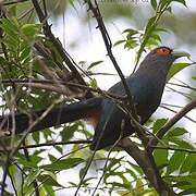 Chestnut-bellied Malkoha