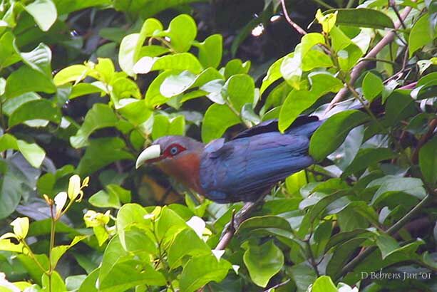 Chestnut-breasted Malkoha