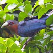 Chestnut-breasted Malkoha