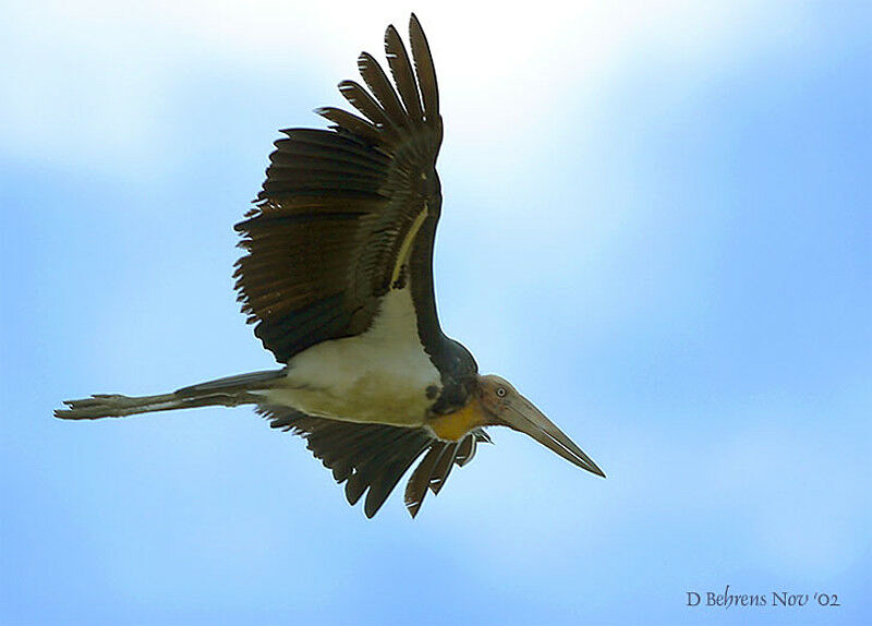 Lesser Adjutant