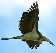 Lesser Adjutant