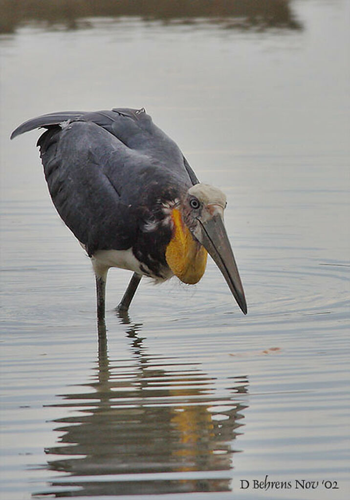 Lesser Adjutant