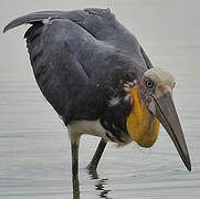 Lesser Adjutant