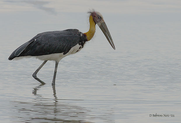 Lesser Adjutant