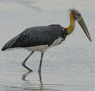 Lesser Adjutant