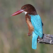 White-throated Kingfisher