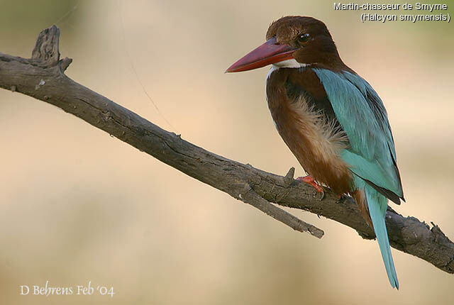 White-throated Kingfisher