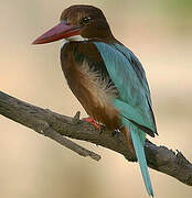 White-throated Kingfisher