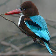 White-throated Kingfisher