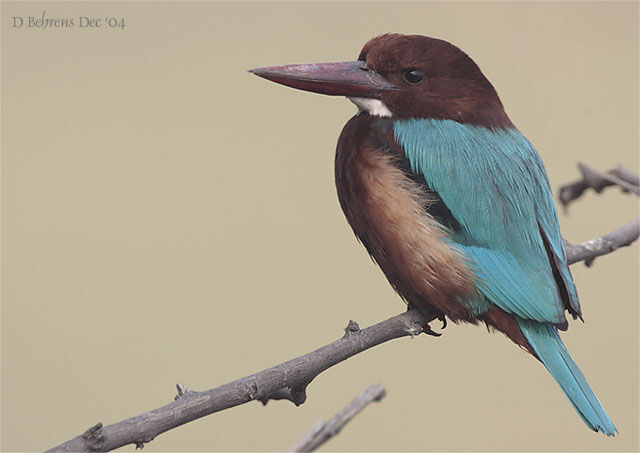 White-throated Kingfisher