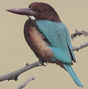 White-throated Kingfisher