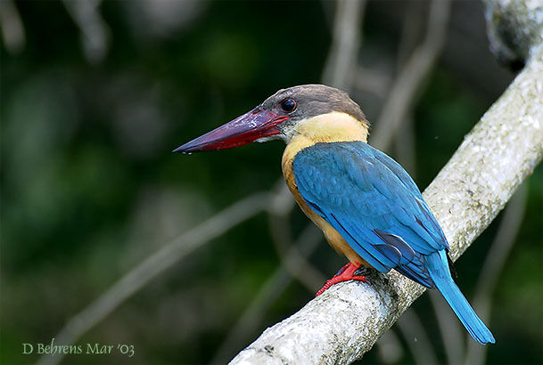 Stork-billed Kingfisher