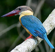 Stork-billed Kingfisher