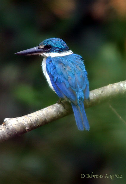 Rufous-collared Kingfisher