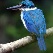 Rufous-collared Kingfisher