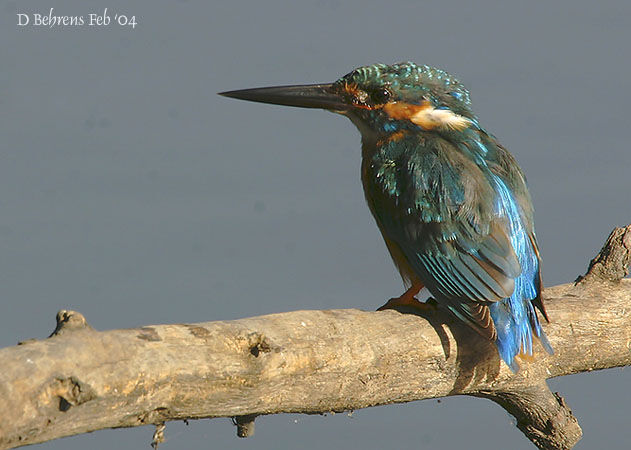Common Kingfisher