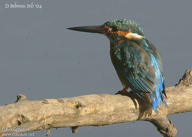 Blyth's Kingfisher