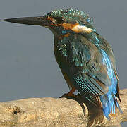 Blyth's Kingfisher