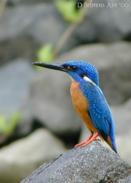 Blue-eared Kingfisher