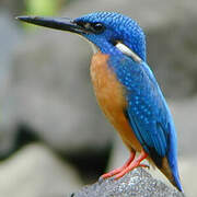 Blue-eared Kingfisher