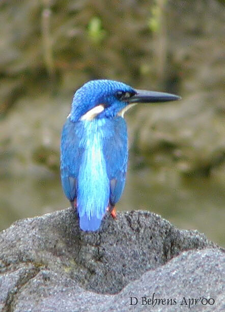 Blue-eared Kingfisher