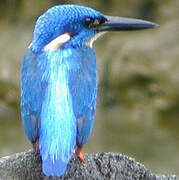 Blue-eared Kingfisher