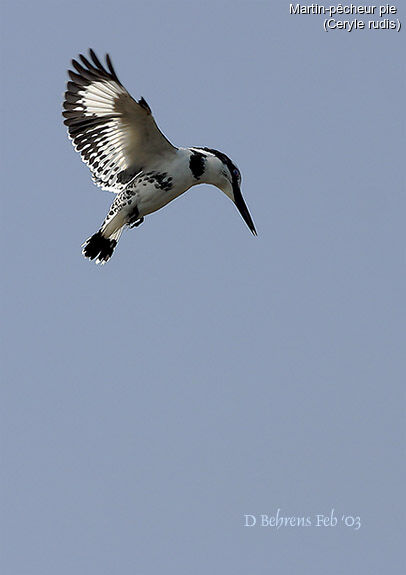 Pied Kingfisher