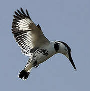 Pied Kingfisher