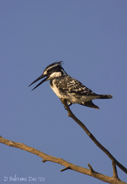 Pied Kingfisher