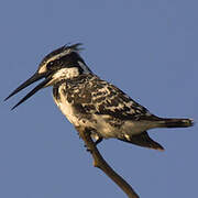 Pied Kingfisher