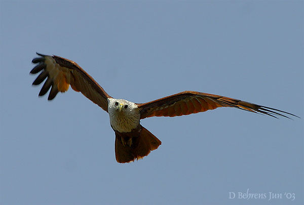 Brahminy Kite