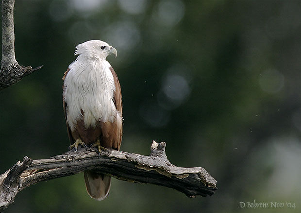 Brahminy Kite