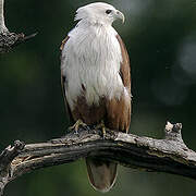 Brahminy Kite