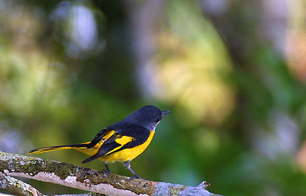 Grey-chinned Minivet