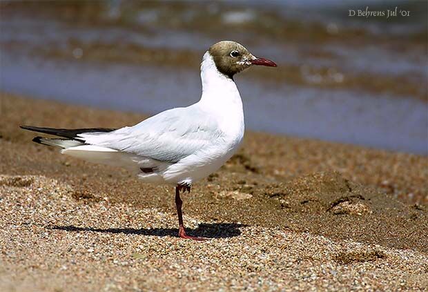 Mouette du Tibet