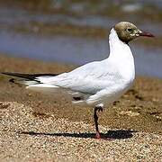 Mouette du Tibet