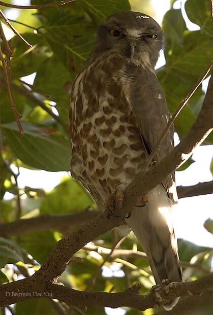 Brown Boobook