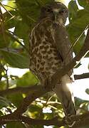 Brown Hawk-Owl