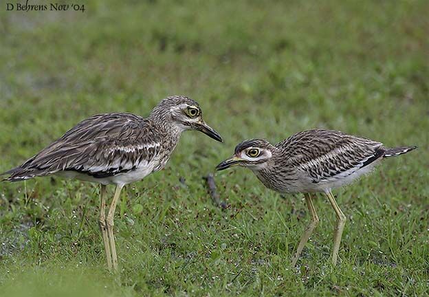 Eurasian Stone-curlew