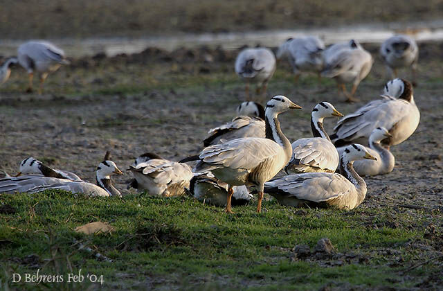 Bar-headed Goose