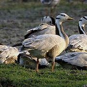 Bar-headed Goose