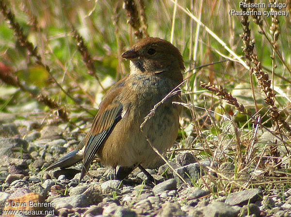 Passerin indigo