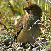 Passerin indigo