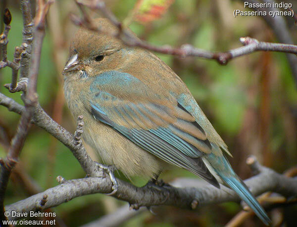 Passerin indigo