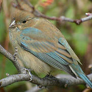 Passerin indigo