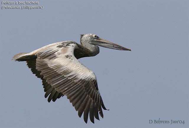 Spot-billed Pelican