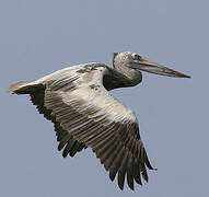 Spot-billed Pelican