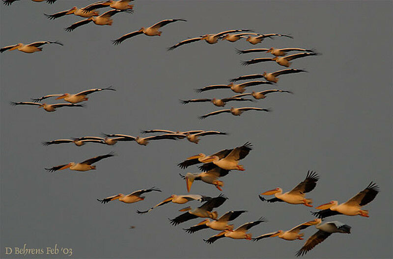 Great White Pelican