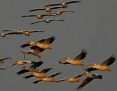 Great White Pelican