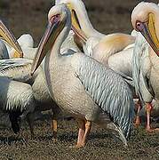 Great White Pelican